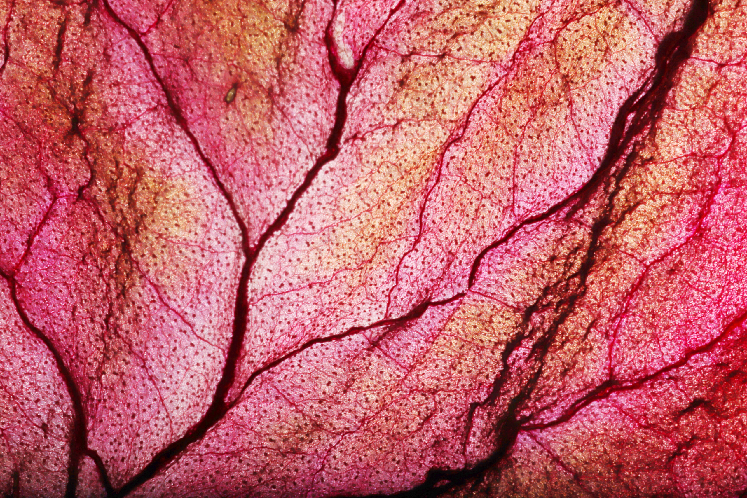 Dry Leaf Texture Abstract Background