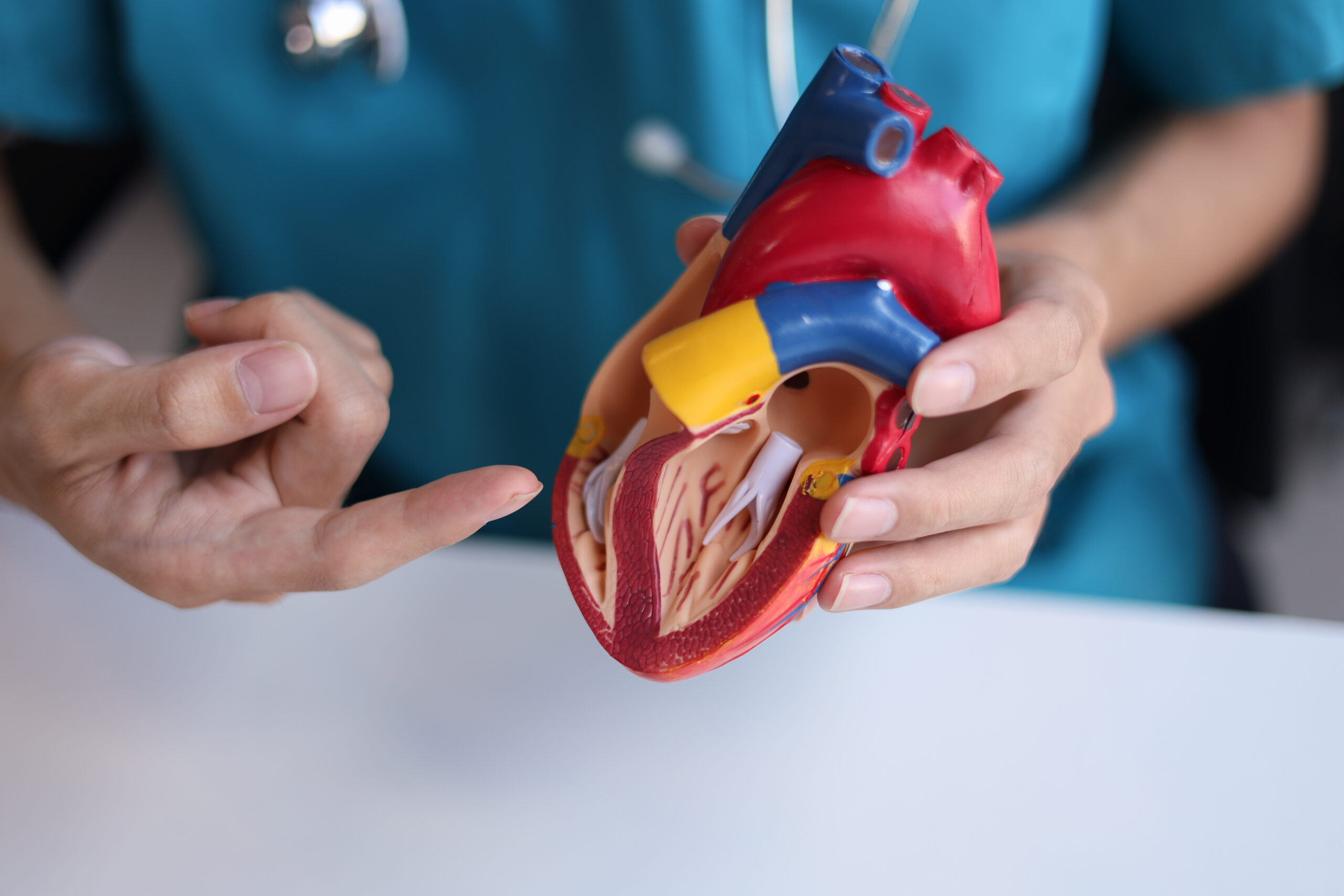 Doctor using heart model to explain blood flows direction.